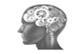 cerveau cerveau